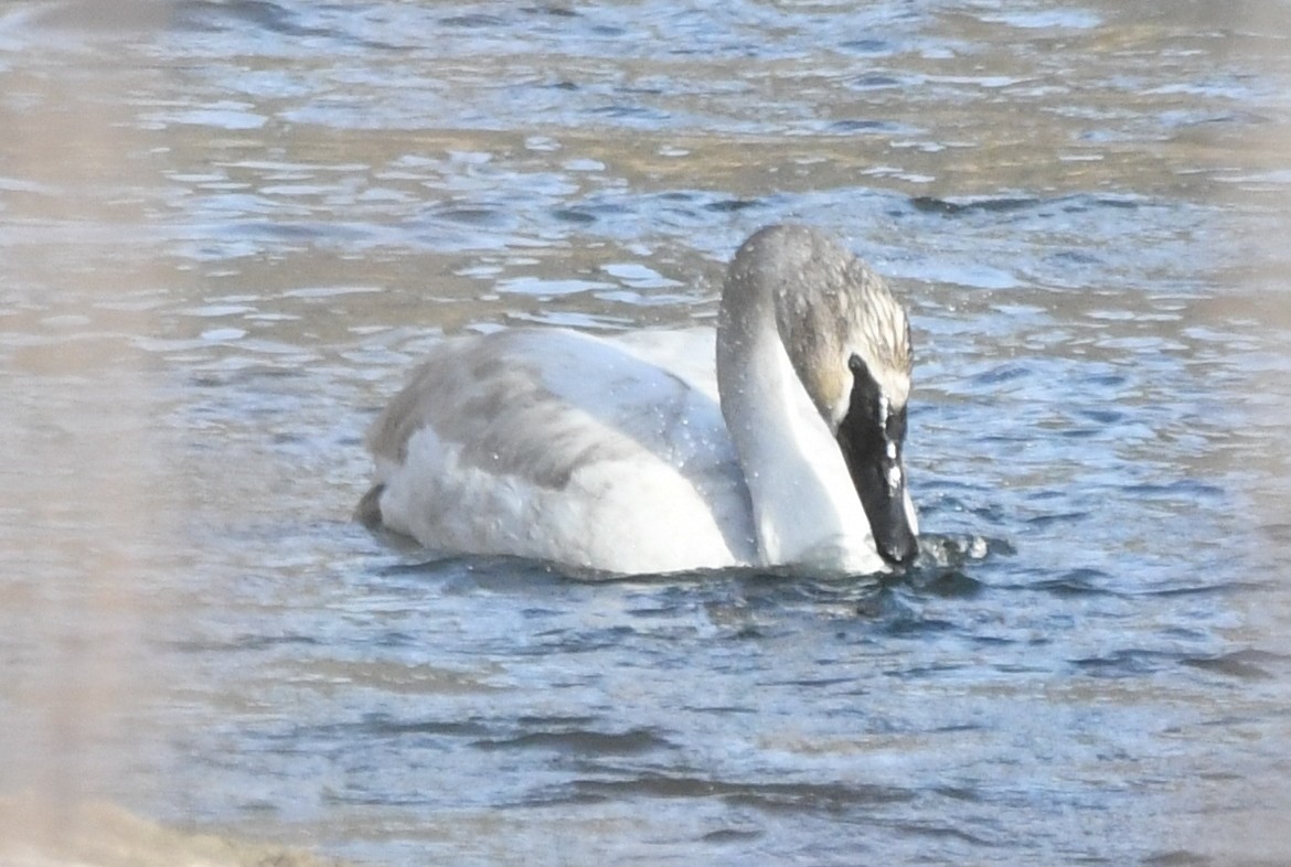 Trumpeter Swan - ML421024831