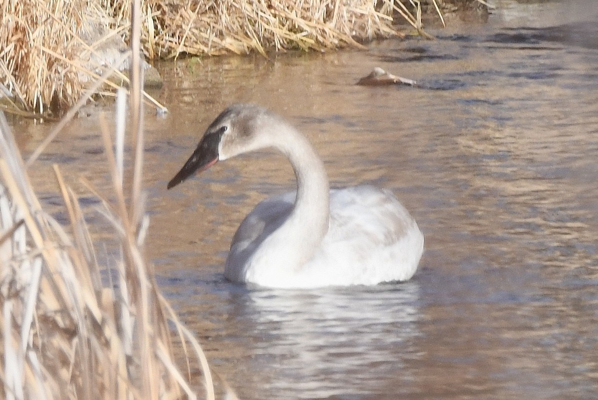 Trumpeter Swan - ML421024851