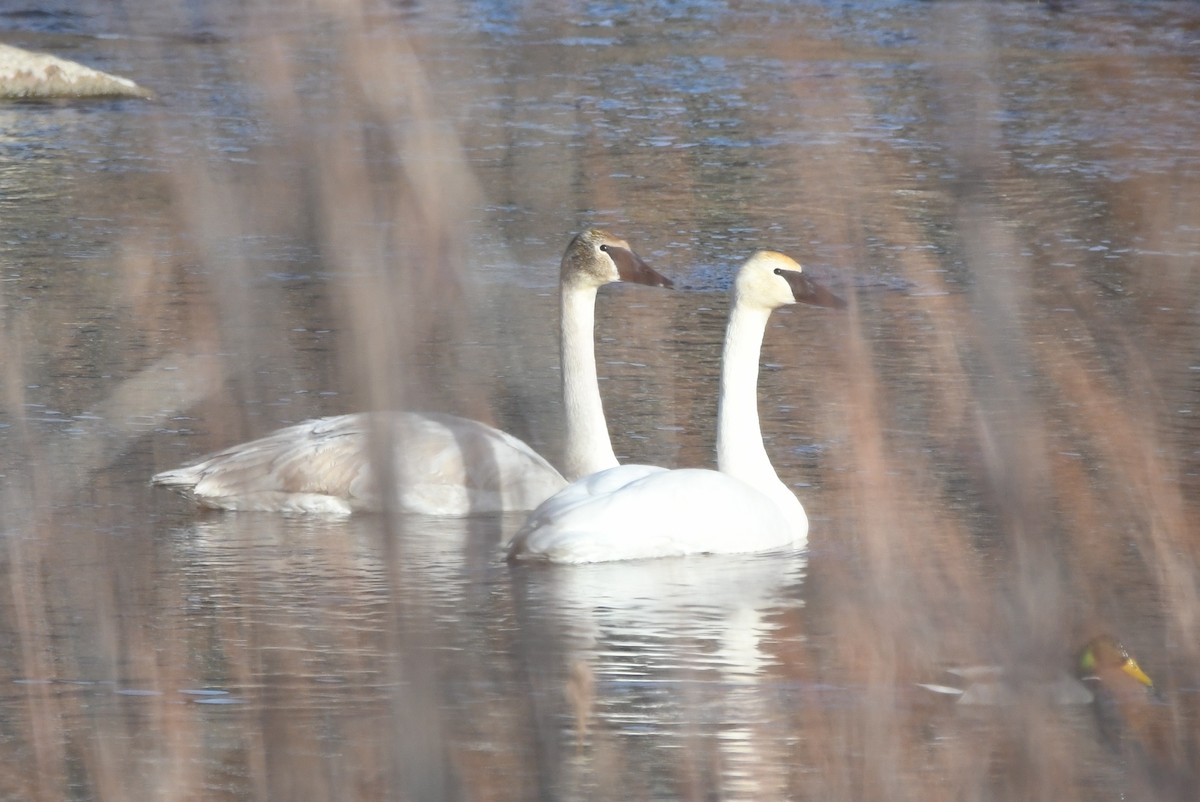 Trumpeter Swan - ML421024871