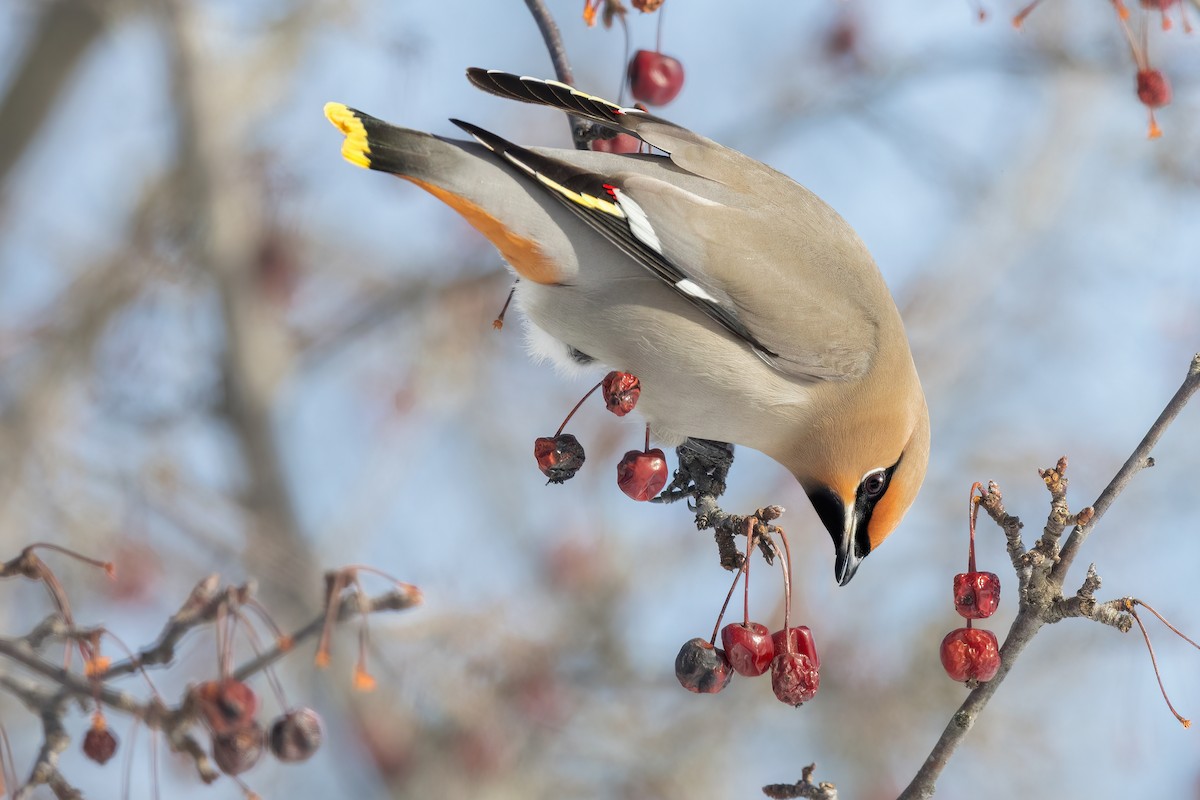 Bohemian Waxwing - ML421025351