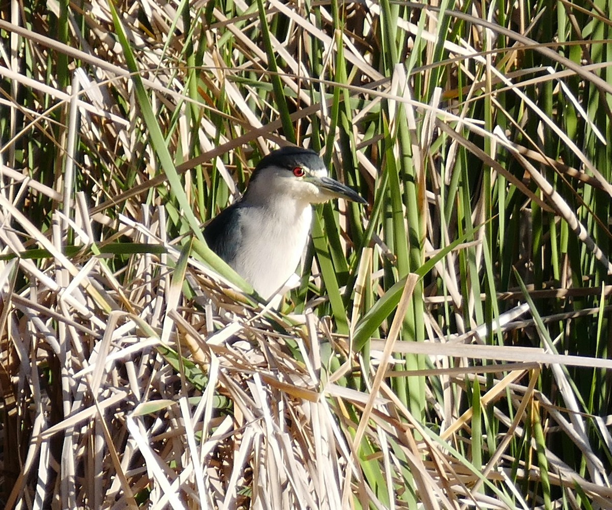 Black-crowned Night Heron - ML421026221