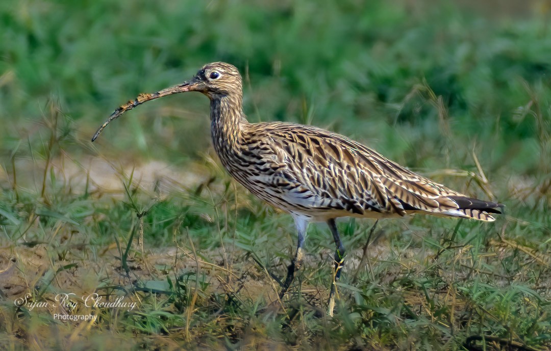 Eurasian Curlew - ML421026821