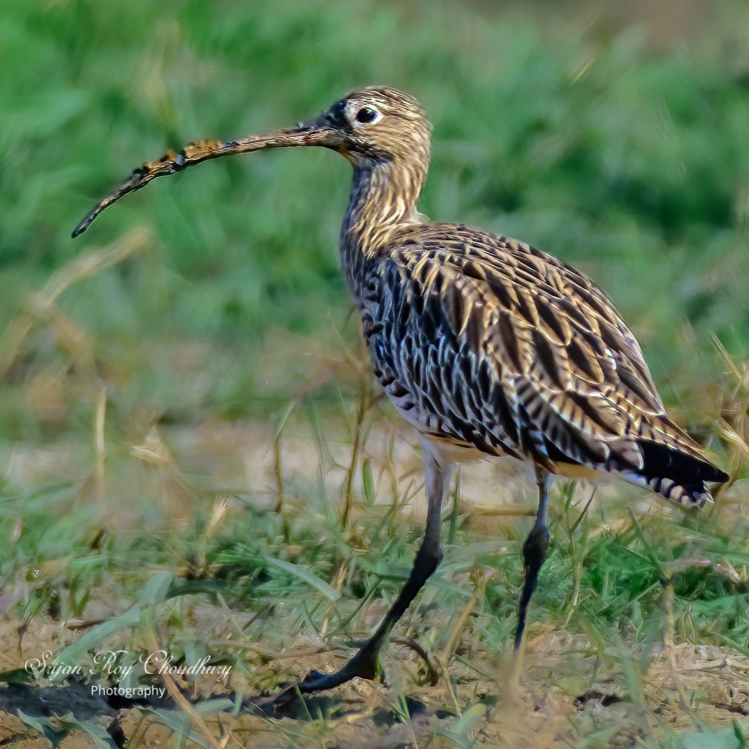 Eurasian Curlew - Srijan Roy Choudhury