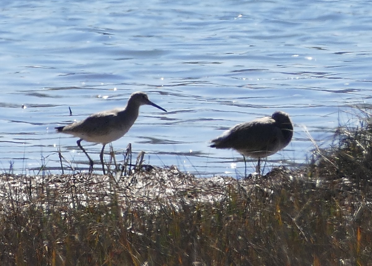 Willet - Diane Stinson