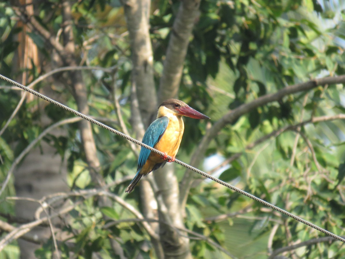 Stork-billed Kingfisher - Joel  Ranjithkumar