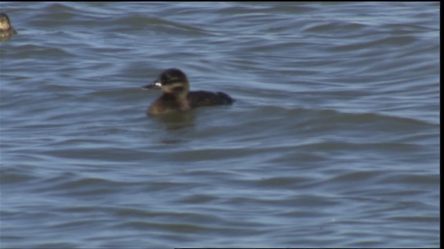 Ruddy Duck - ML421031