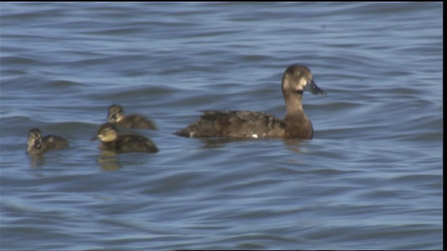 Lesser Scaup - ML421032