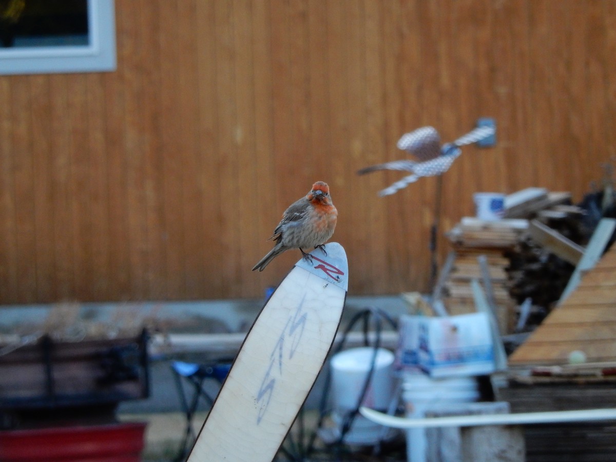 House Finch - ML421033141