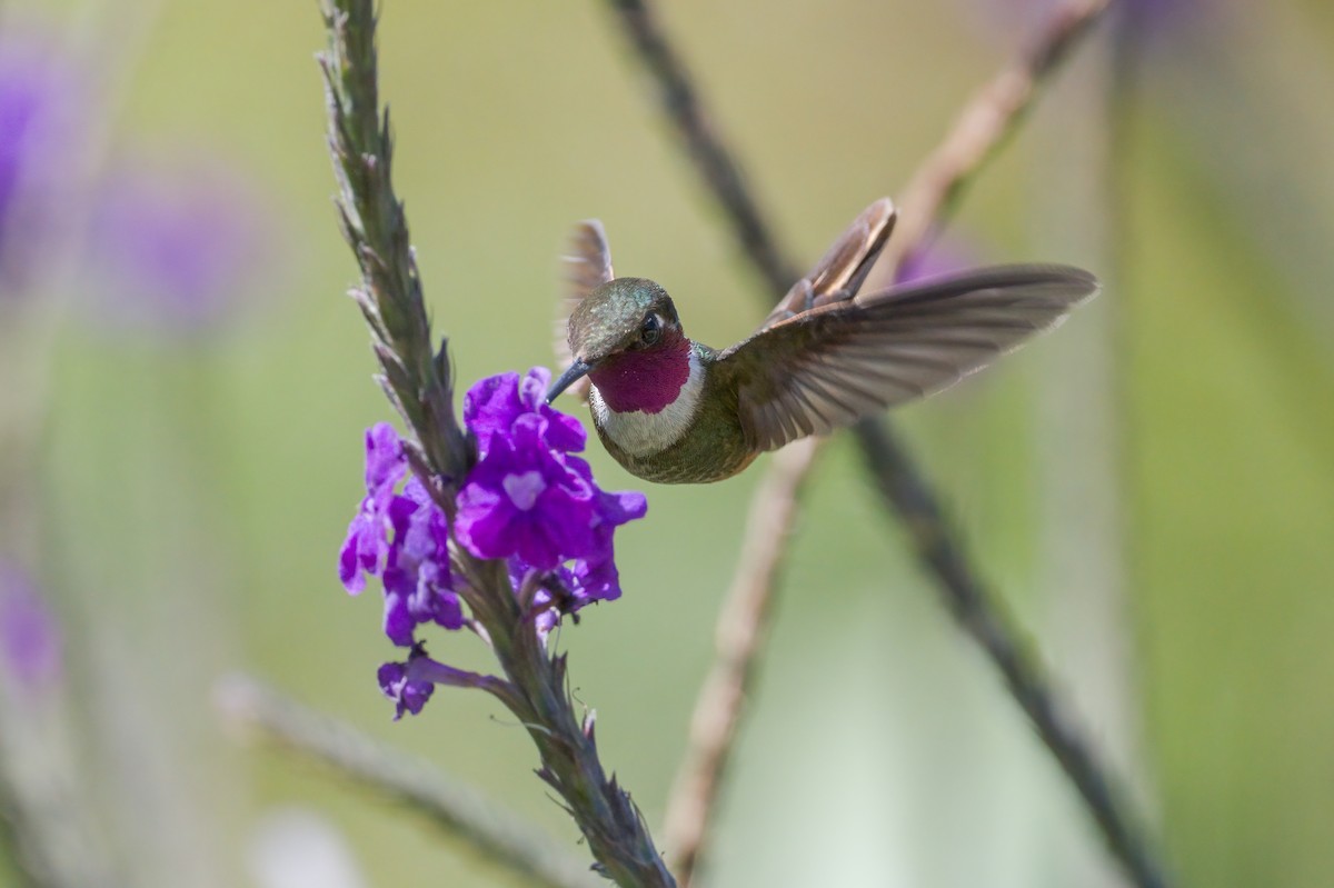 Magenta-throated Woodstar - ML421033461