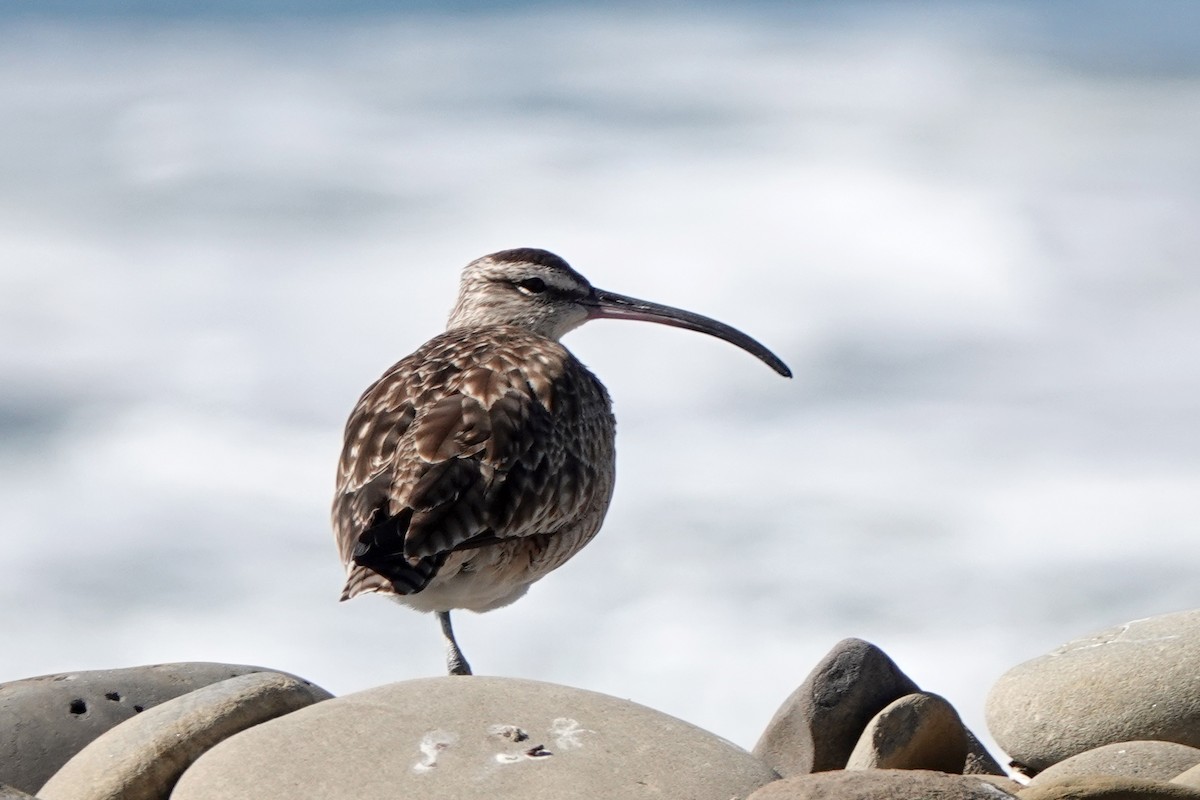 Whimbrel (Hudsonian) - ML421033681