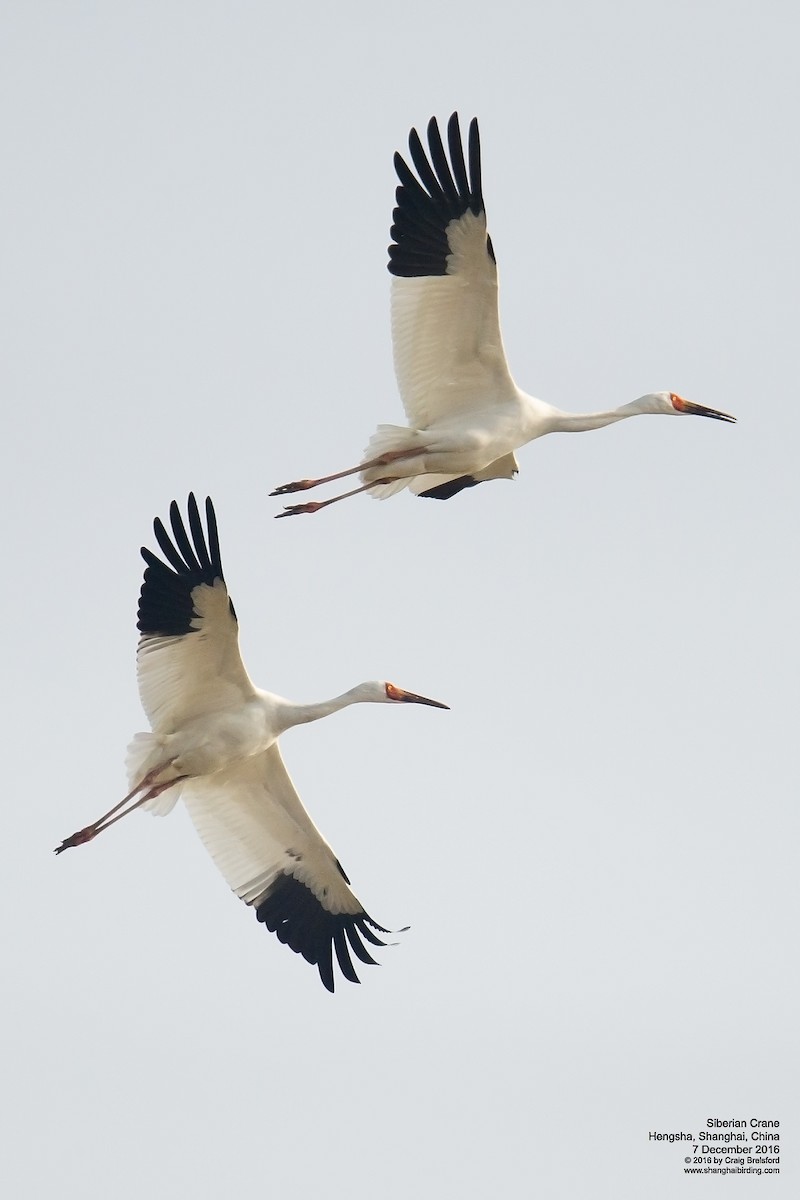 Siberian Crane - ML42103421