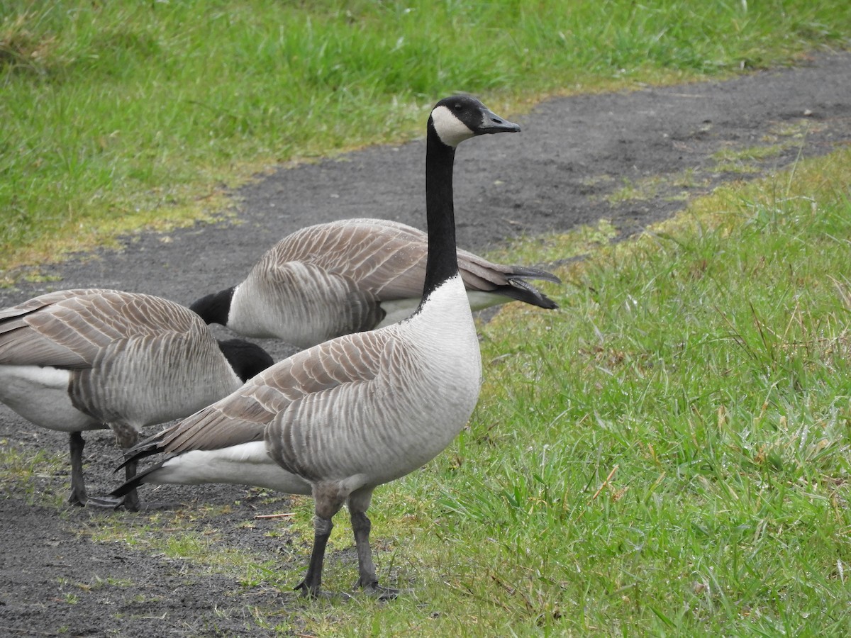 Canada Goose - ML421037531