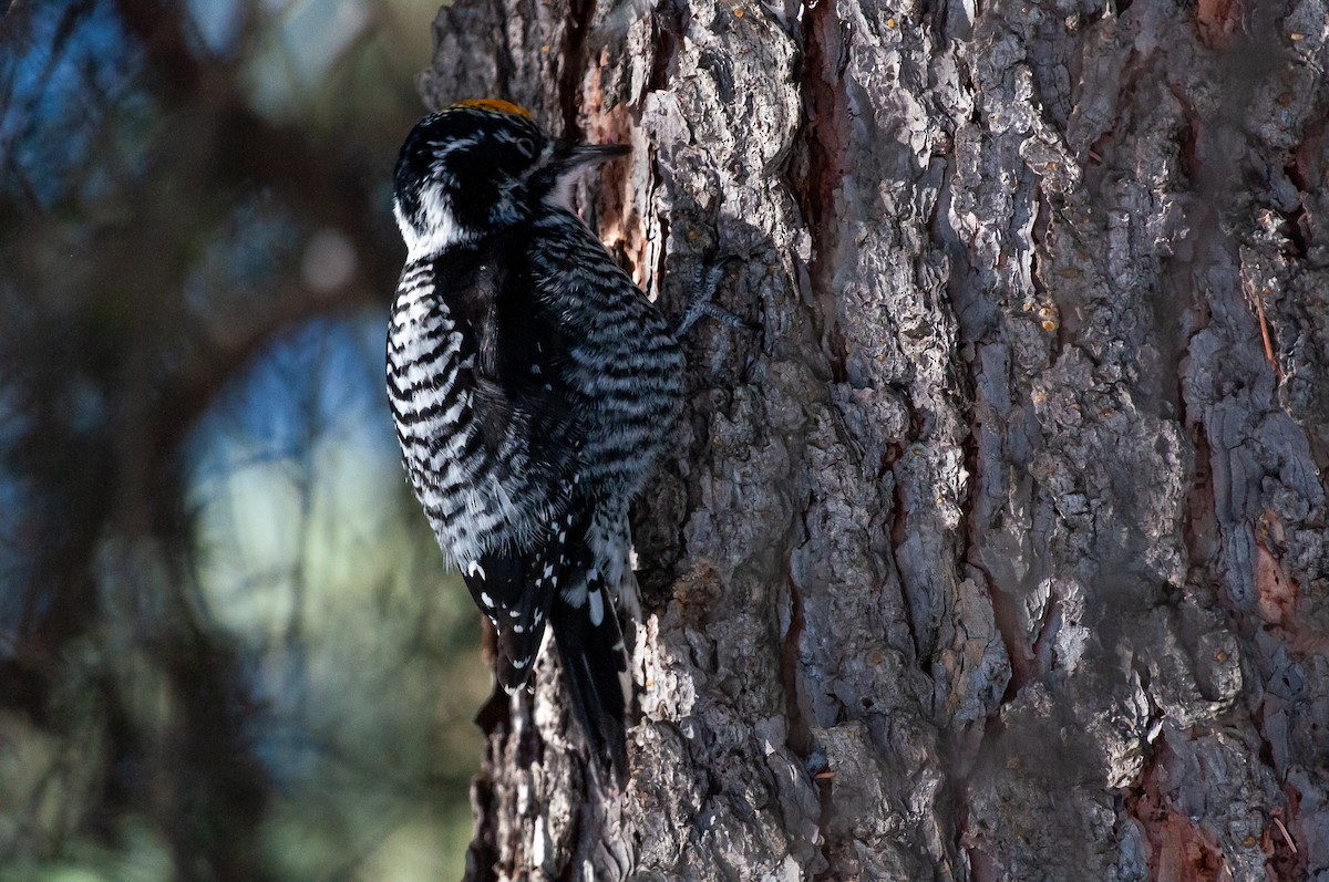 American Three-toed Woodpecker - ML421037561