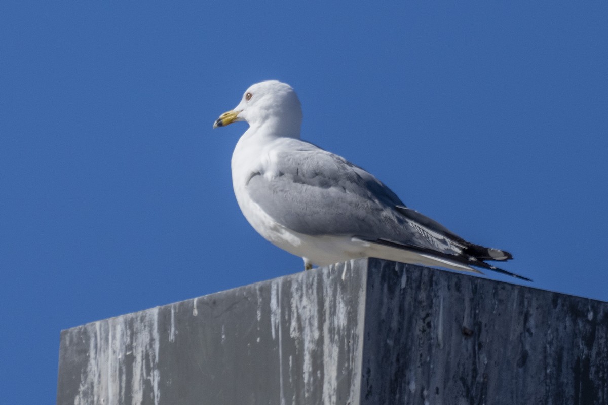 Ring-billed Gull - ML421040301