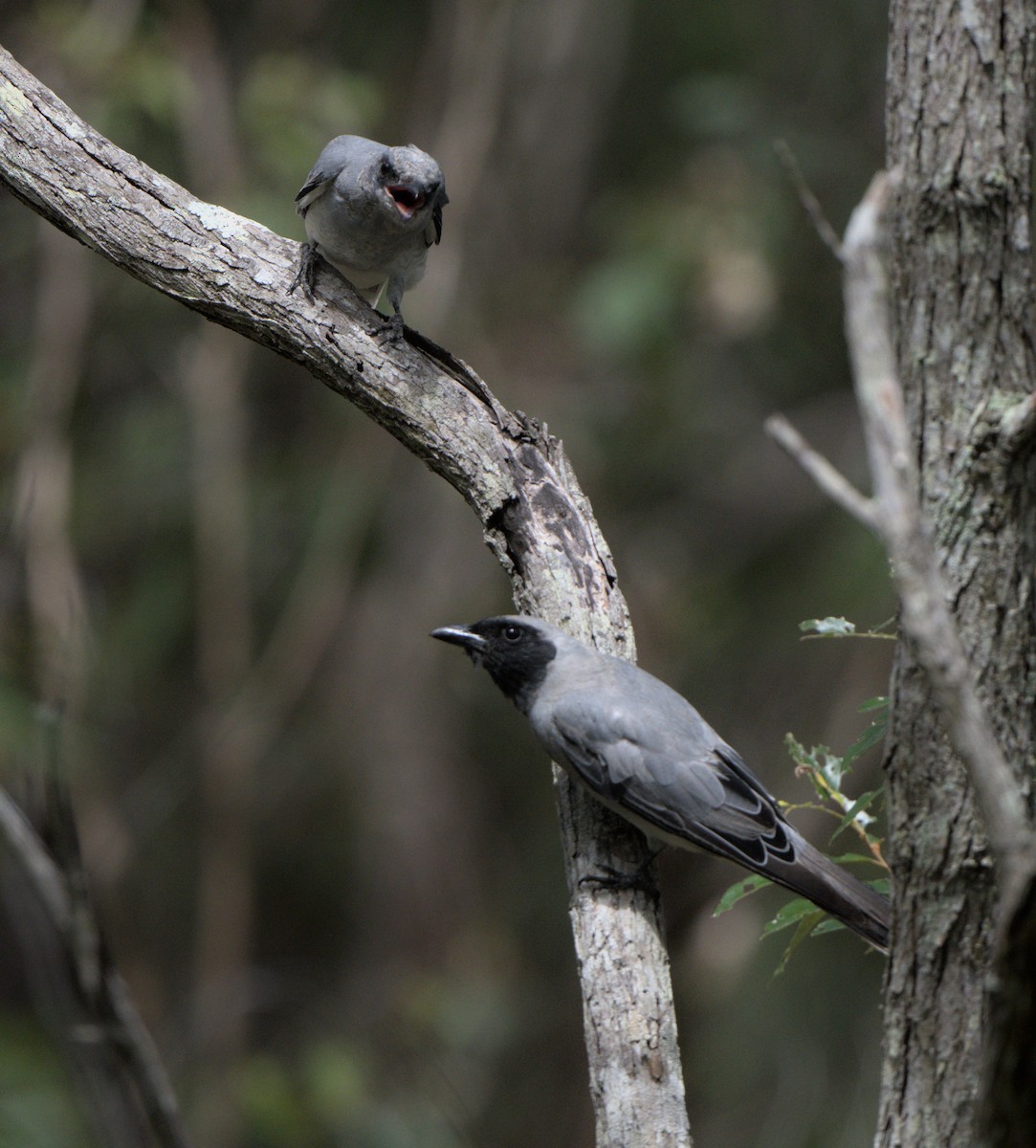 Black-faced Cuckooshrike - ML421040961