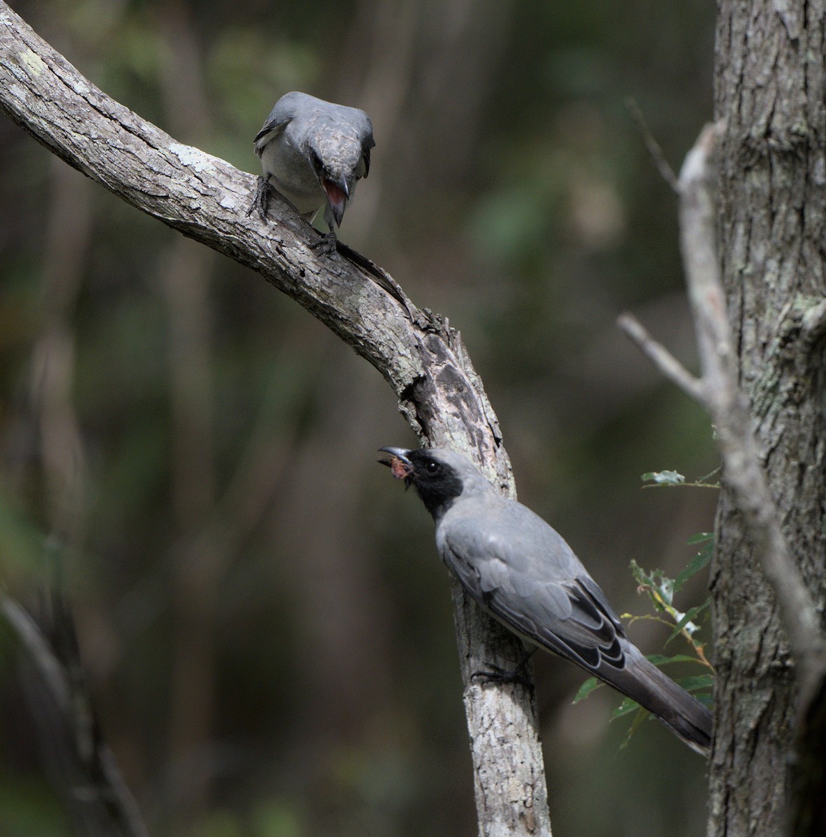 Black-faced Cuckooshrike - ML421040971