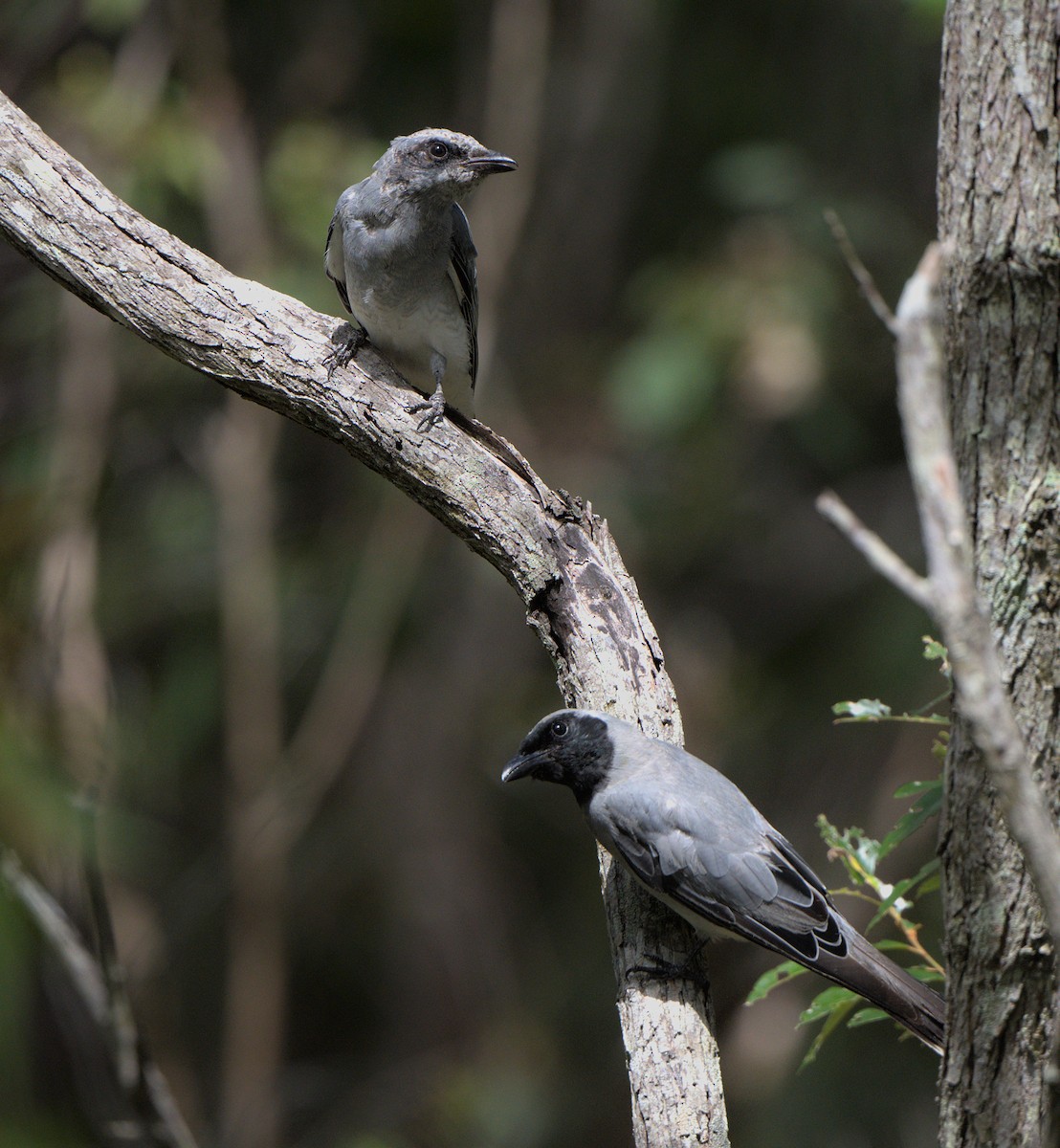 Black-faced Cuckooshrike - ML421040981