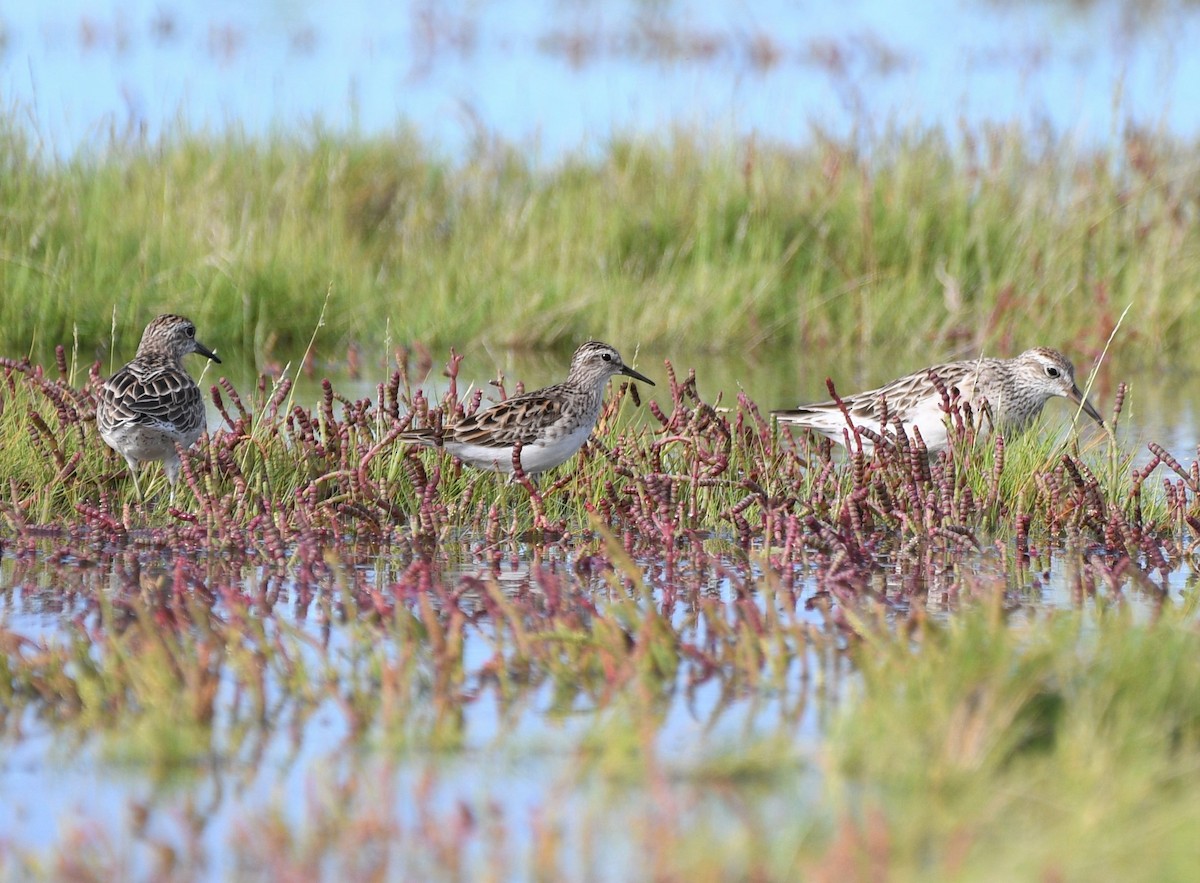 Long-toed Stint - ML421041621