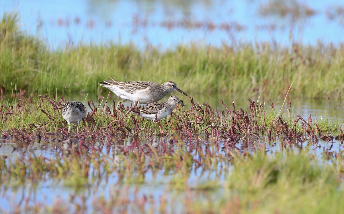 Langzehen-Strandläufer - ML421041631