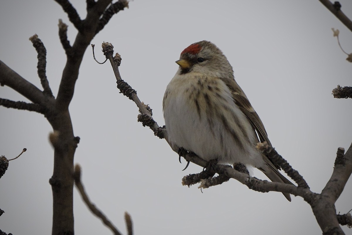 Hoary Redpoll - ML421045791