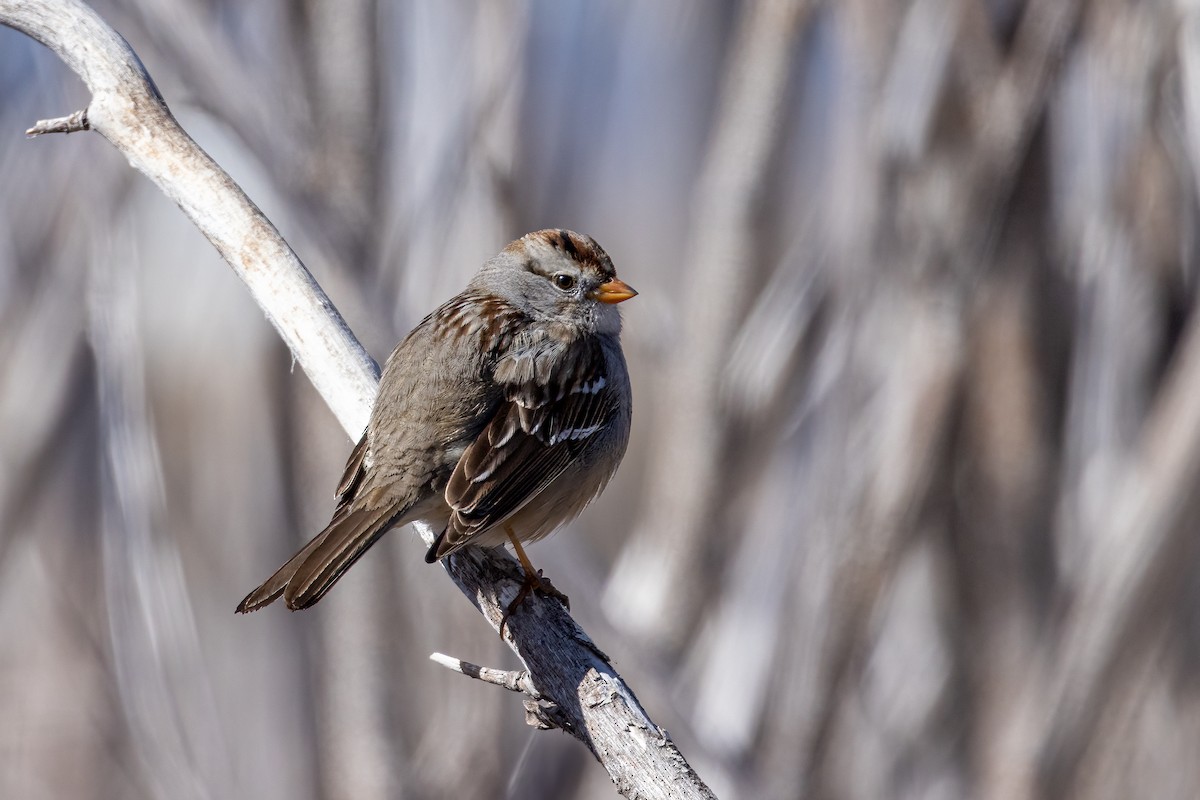 White-crowned Sparrow - Ken Drozd