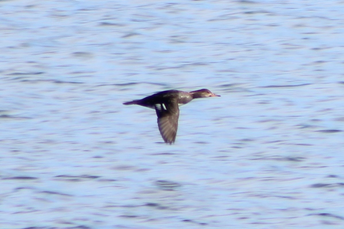 Hooded Merganser - ML421046581