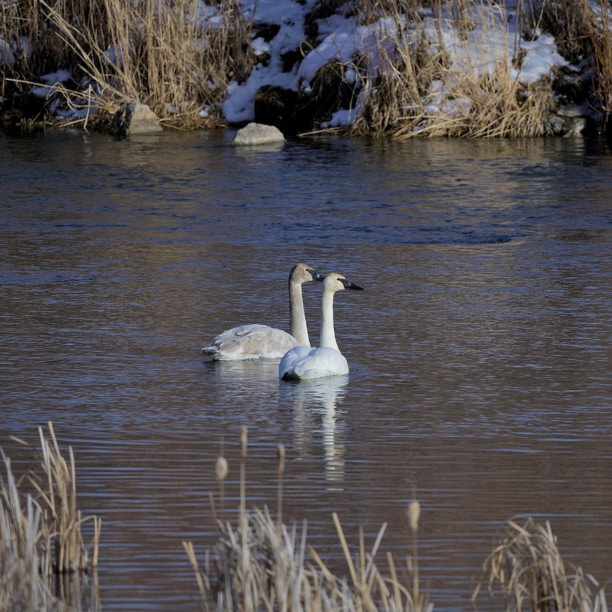 Trumpeter Swan - ML421047201