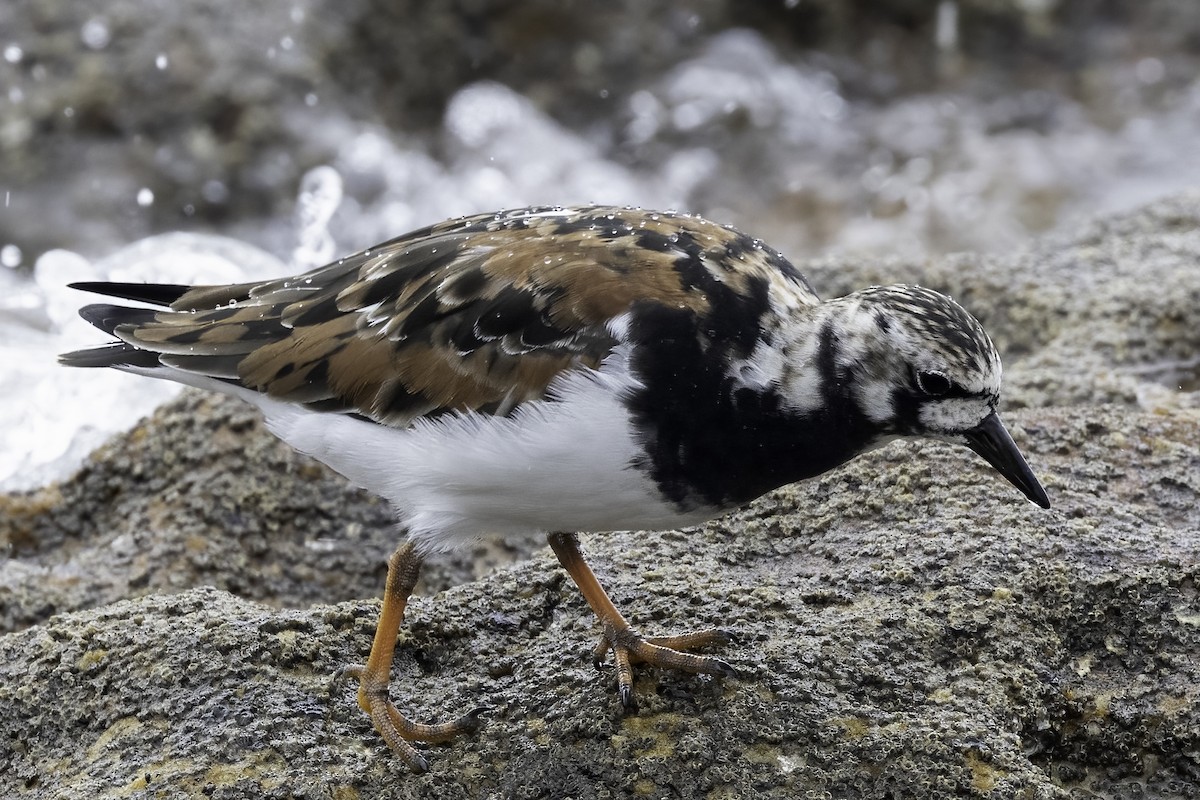 Ruddy Turnstone - Cedric Bear