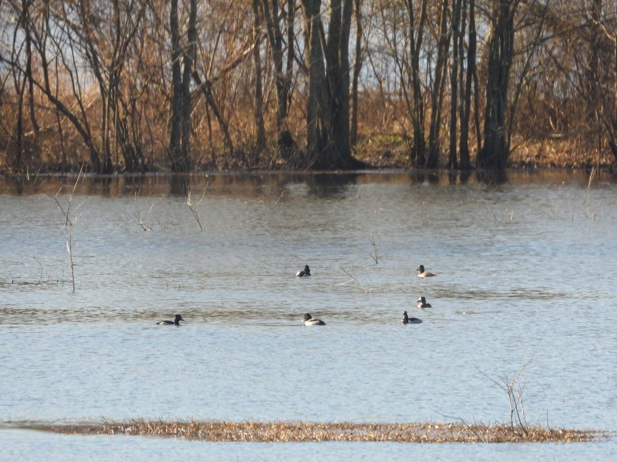 Ring-necked Duck - ML421049721