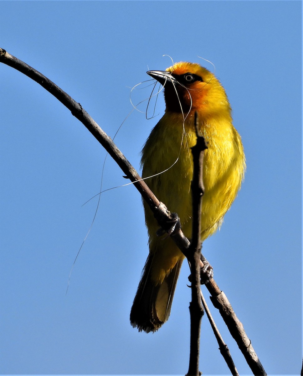 Spectacled Weaver - ML421049901