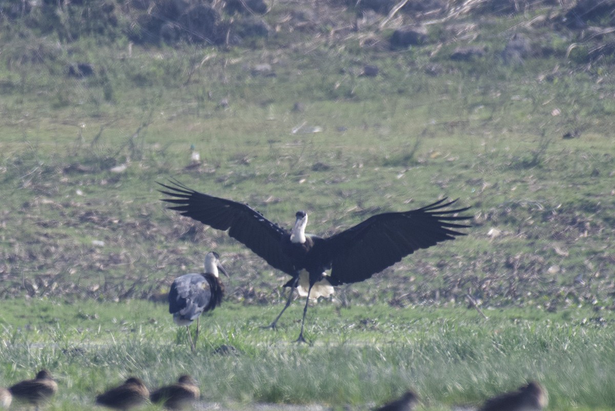 Asian Woolly-necked Stork - ML421052091