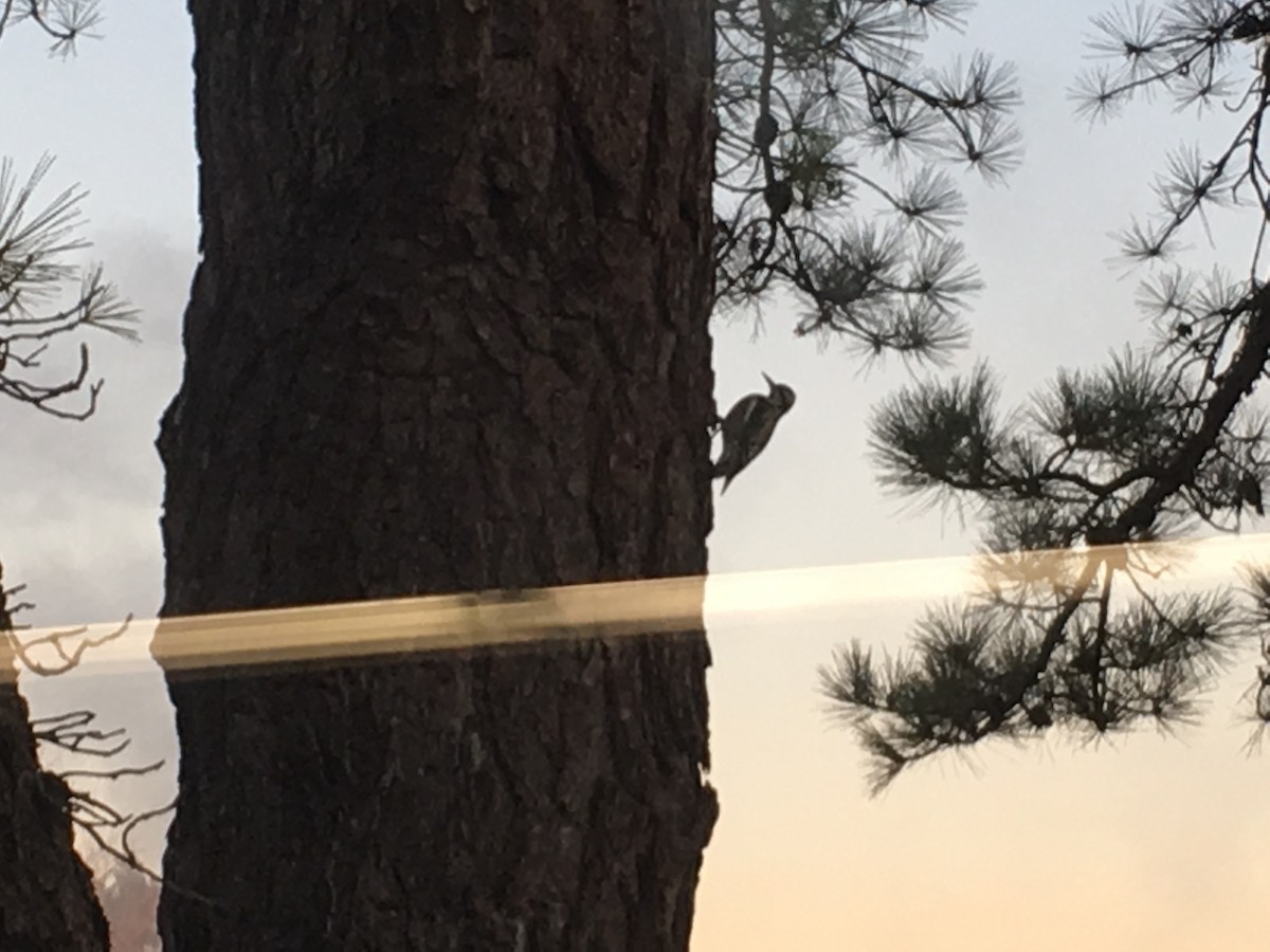 Yellow-bellied Sapsucker - ML42105221