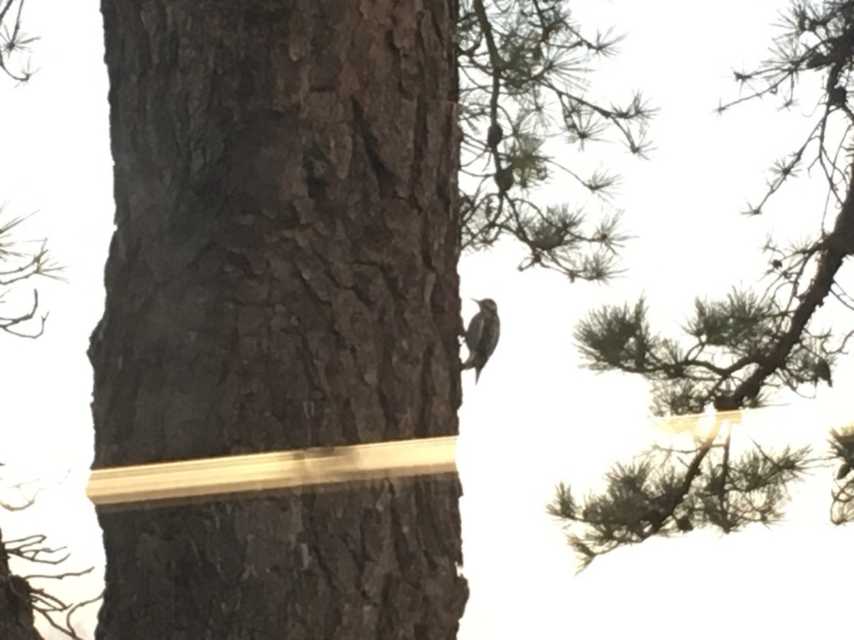 Yellow-bellied Sapsucker - ML42105241