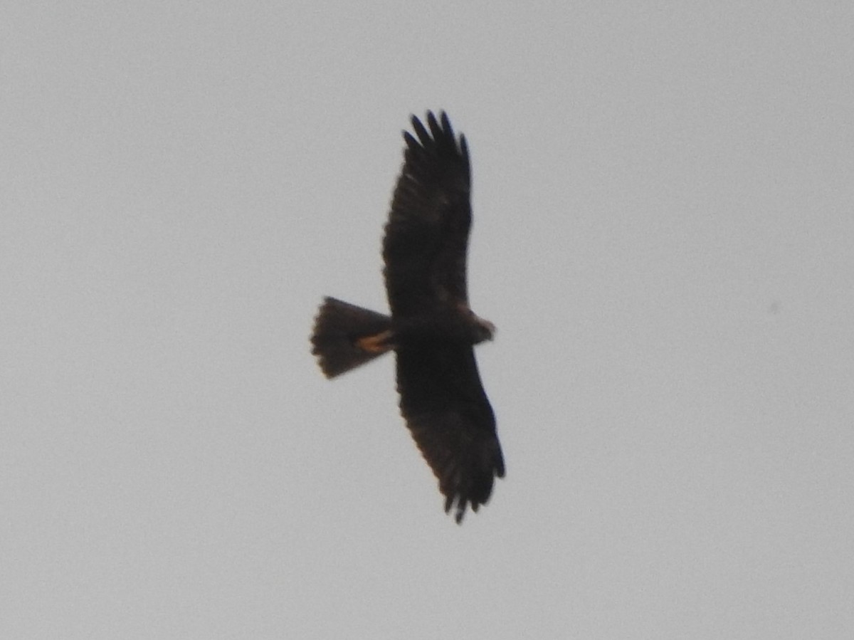 Western Marsh Harrier - Arulvelan Thillainayagam