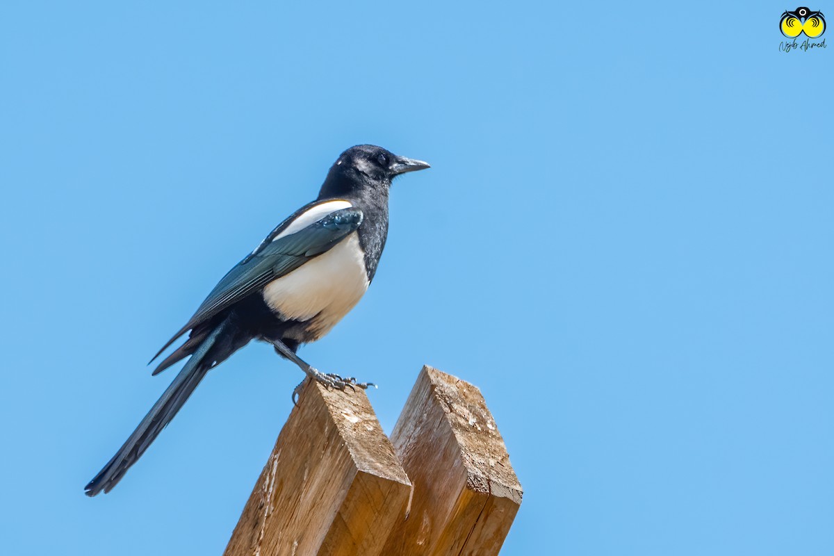 Black-rumped Magpie - ML421052761