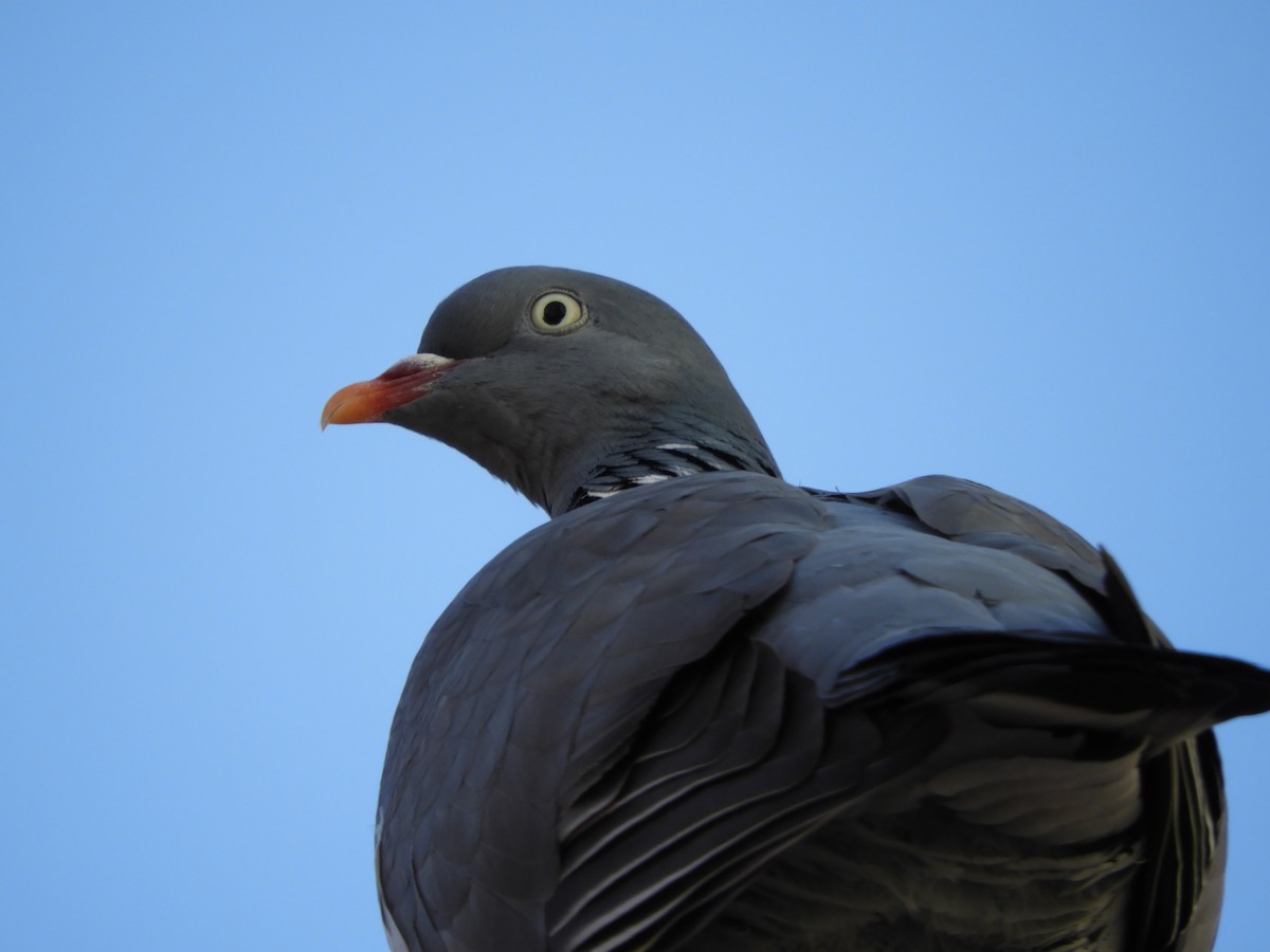 Common Wood-Pigeon - ML421052941