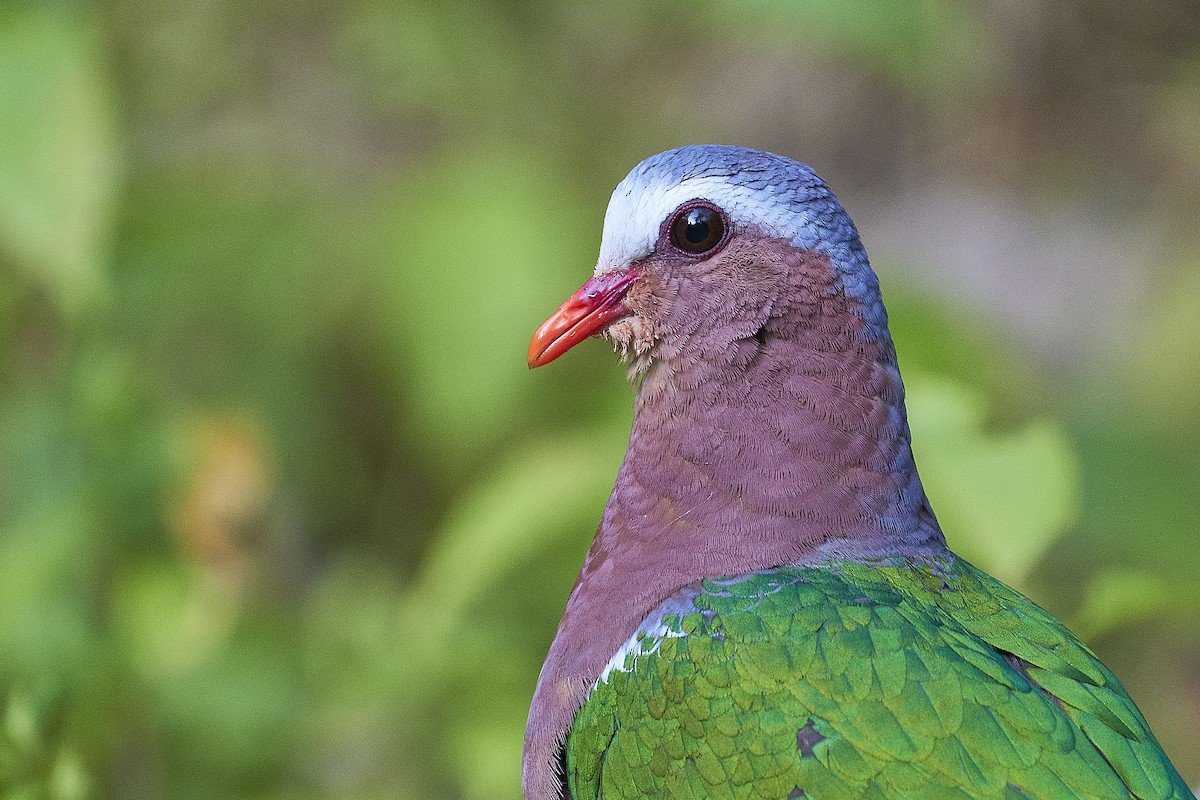 Asian Emerald Dove - ML421053641