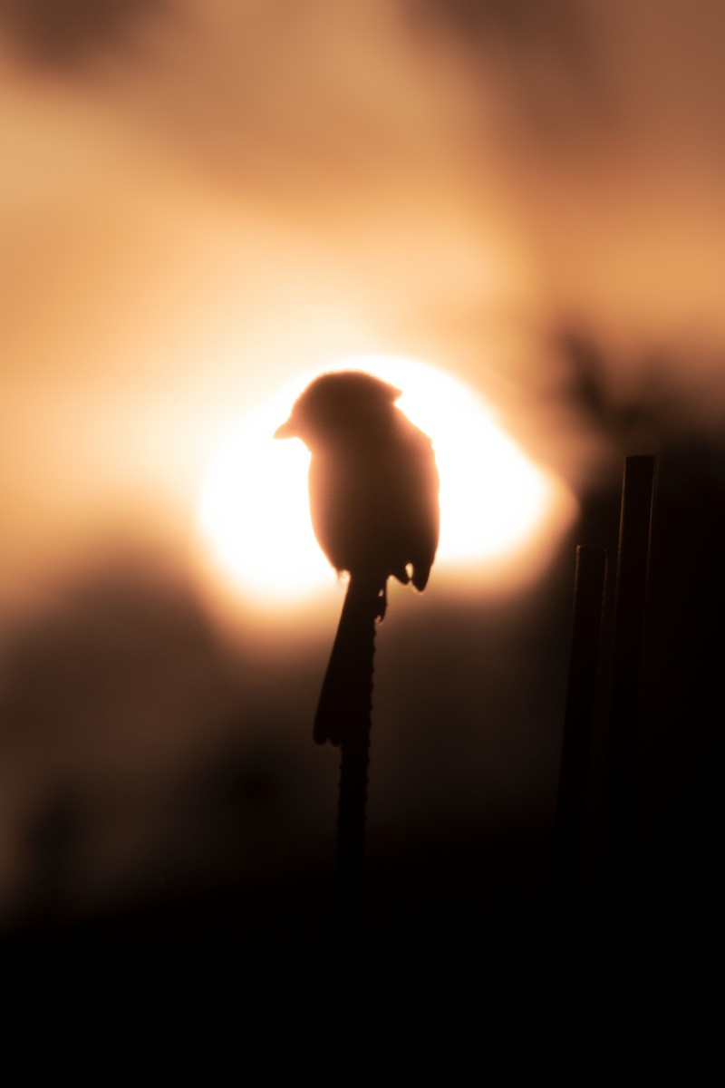 Алаг дунхай - ML421053811