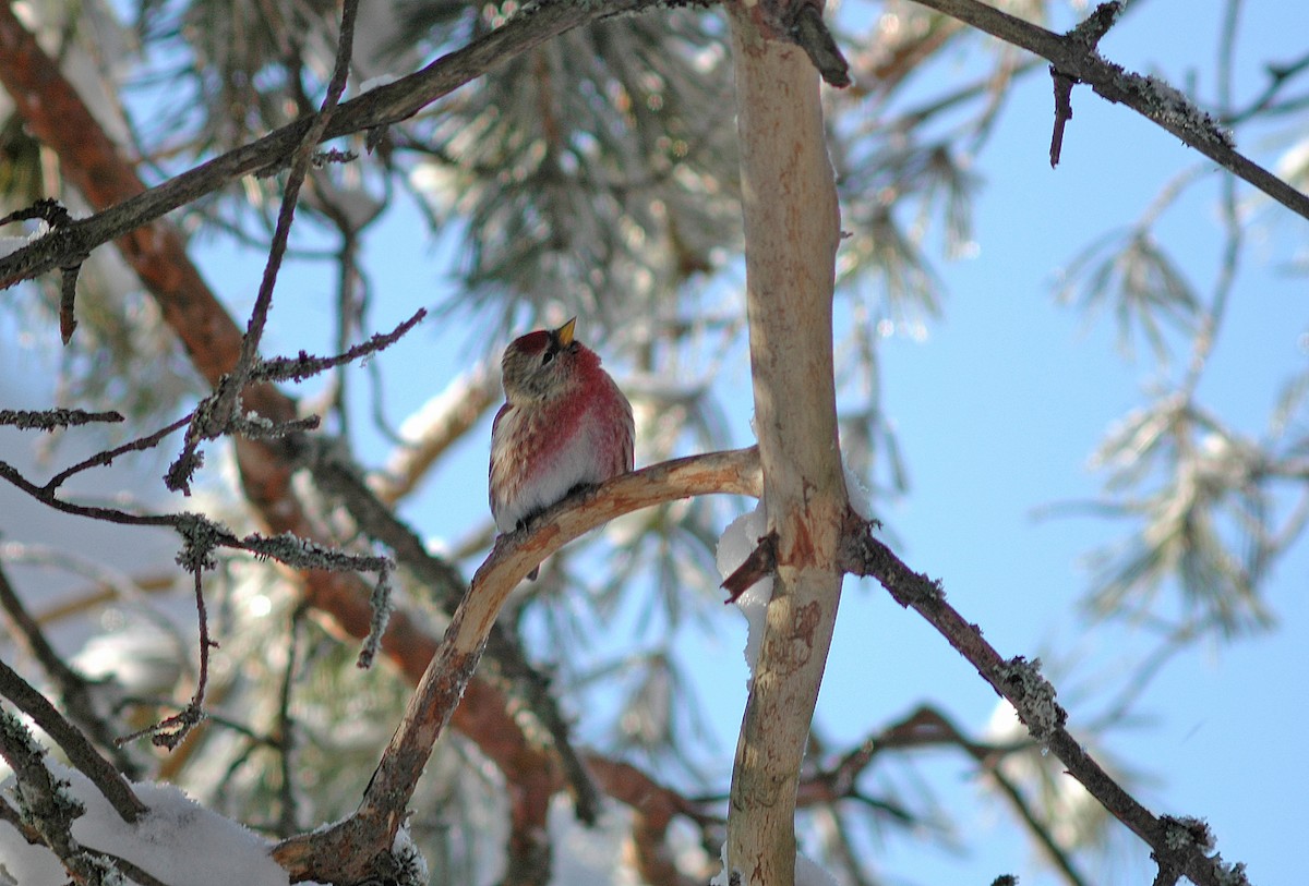 Common Redpoll - Ray Scally