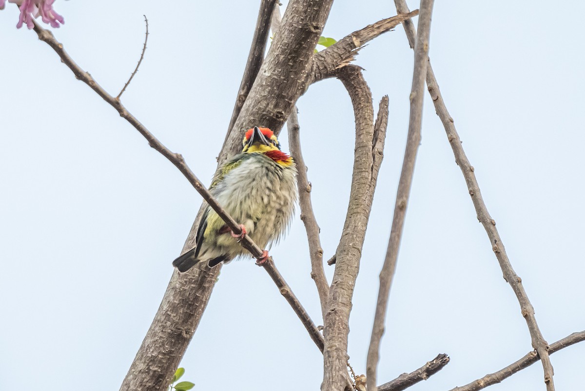 Coppersmith Barbet - Aditya Rao