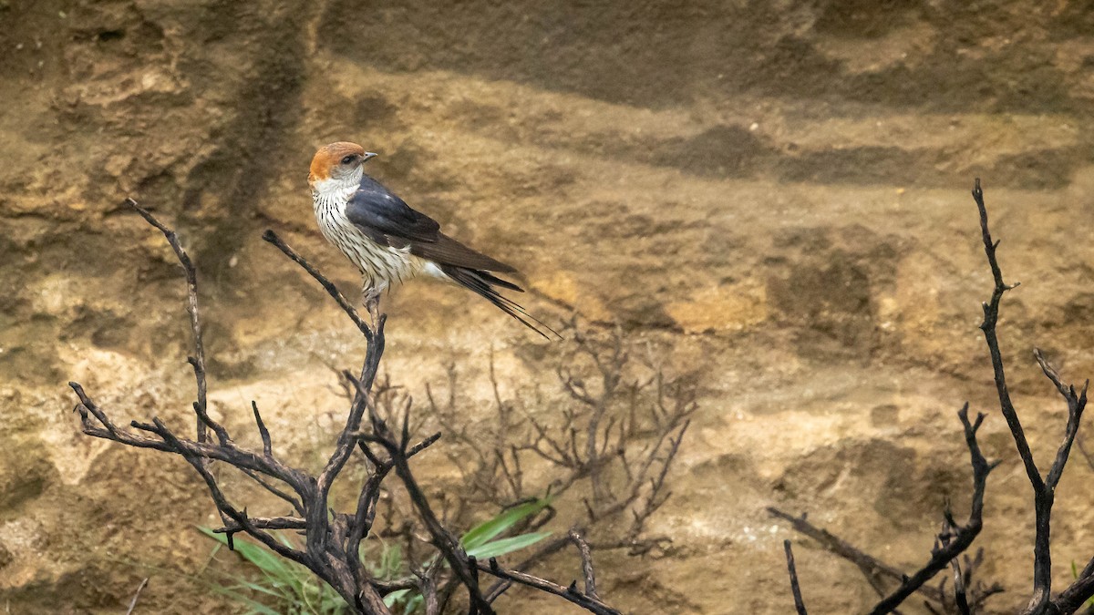Greater Striped Swallow - ML421055391