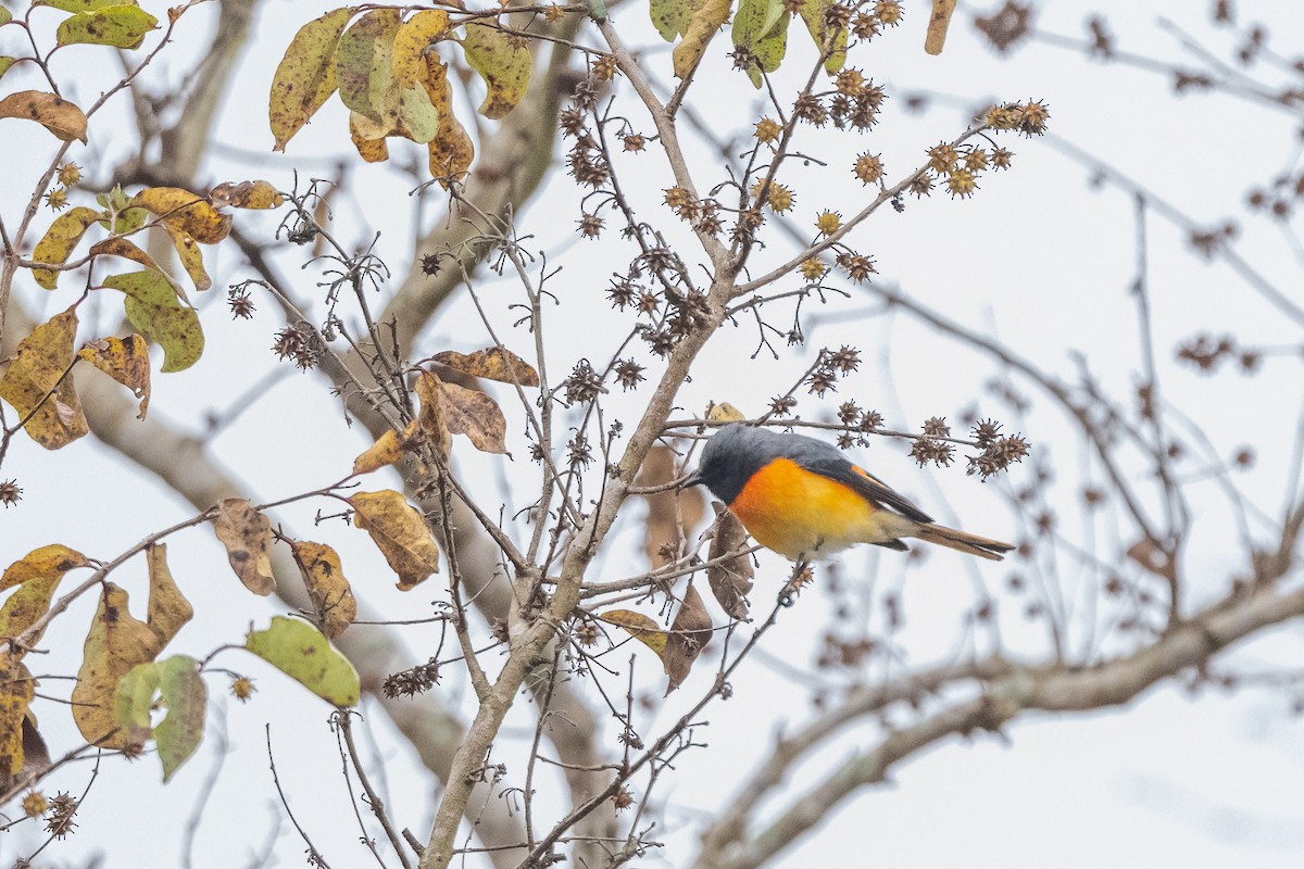 Small Minivet - ML421055511