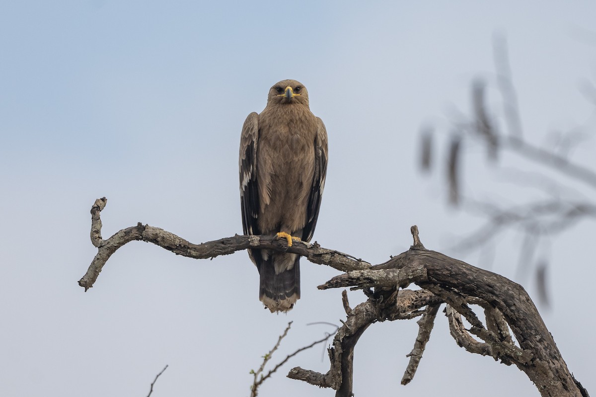 Steppe Eagle - Aditya Rao