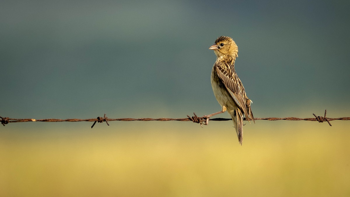 Long-tailed Widowbird - ML421056291