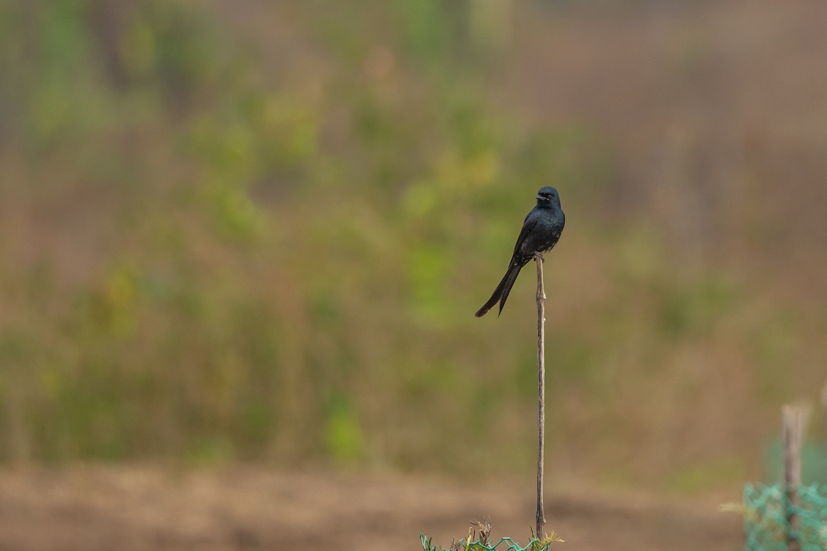 Drongo royal - ML421056301