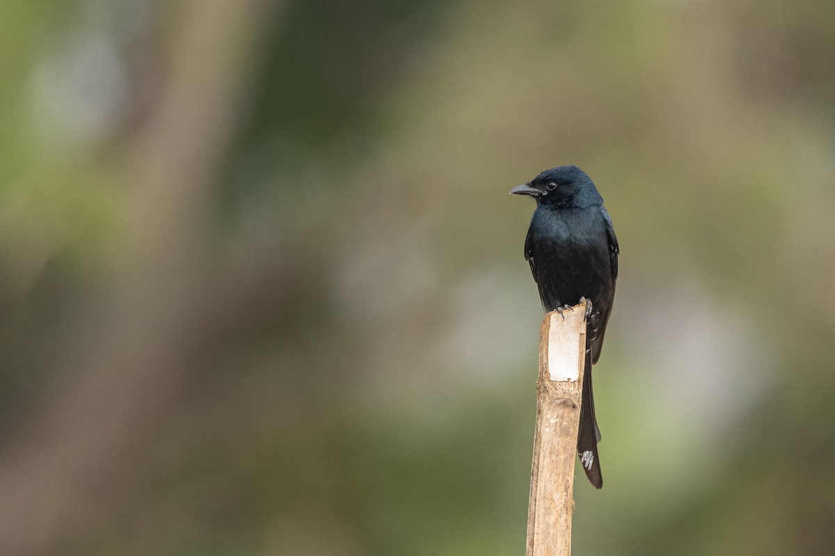 Black Drongo - ML421056311