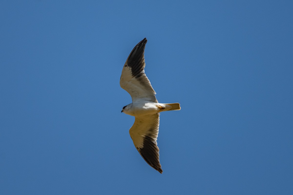 Black-winged Kite - Aditya Rao