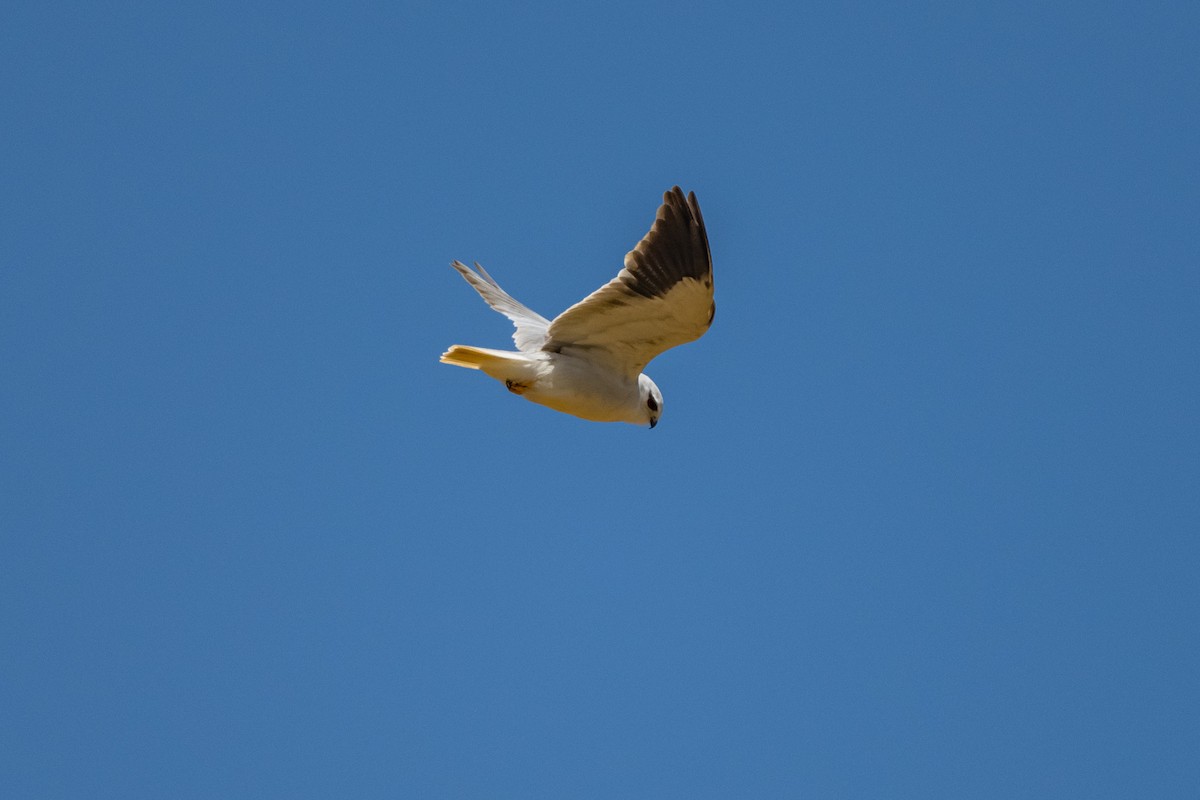 Black-winged Kite - ML421056891