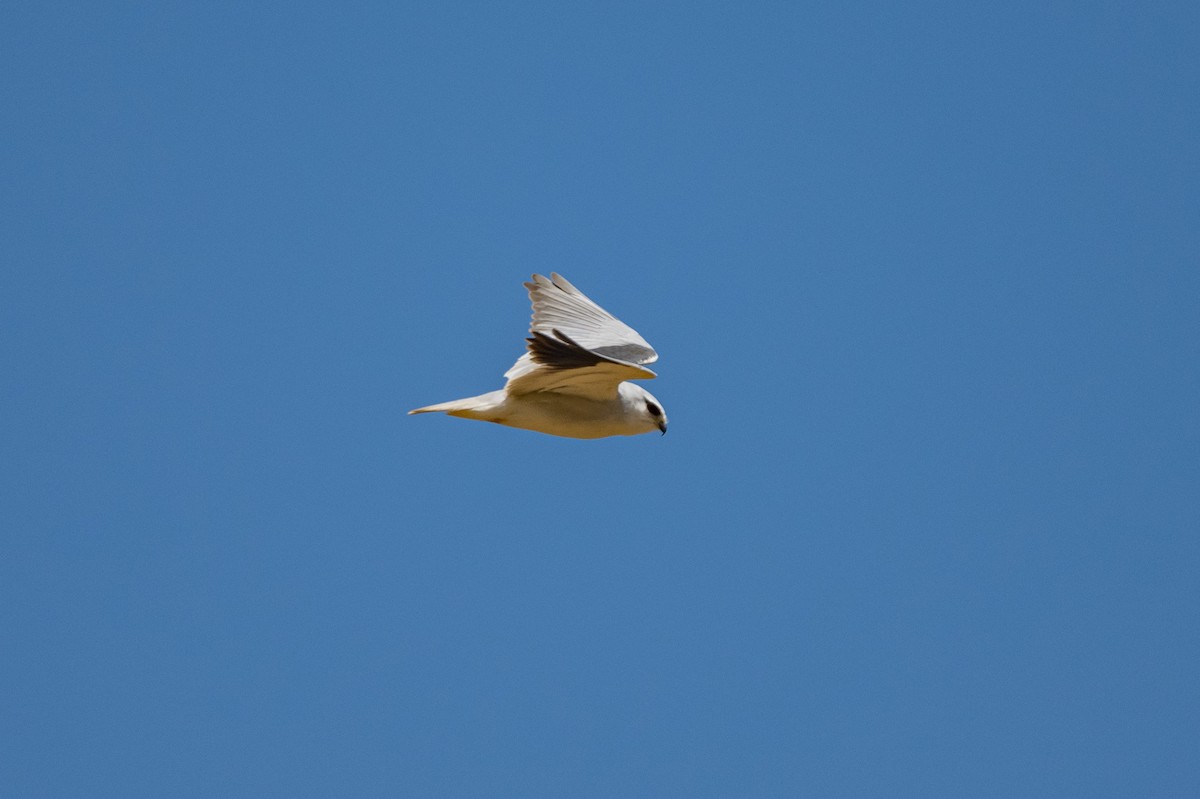 Black-winged Kite - ML421056901