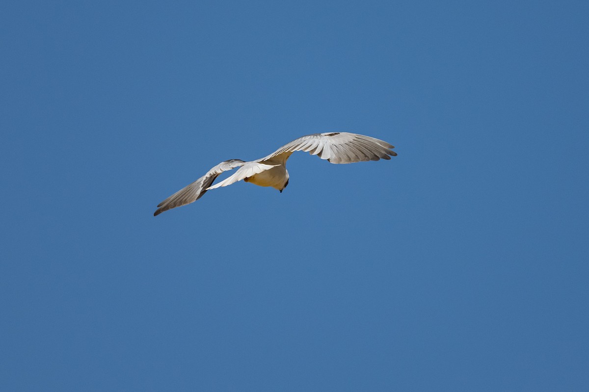 Black-winged Kite - ML421056911